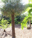 Caranday Palm, Wax Palm, Copernicia alba, Palm Tree, Ornamental Tree, Landscaping Tree, Saharanpur Nursery, Wholesale Plant Supplier, Wholesale Plant Nursery, Nursery in India, Landscaping Company in India, Plant Exporter in India