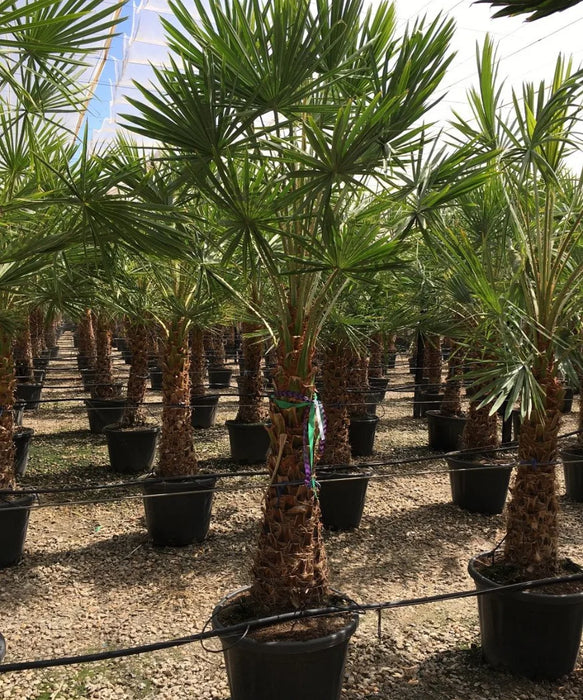 Caranday Palm, Wax Palm, Copernicia alba, Palm Tree, Ornamental Tree, Landscaping Tree, Saharanpur Nursery, Wholesale Plant Supplier, Wholesale Plant Nursery, Nursery in India, Landscaping Company in India, Plant Exporter in India