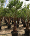Caranday Palm, Wax Palm, Copernicia alba, Palm Tree, Ornamental Tree, Landscaping Tree, Saharanpur Nursery, Wholesale Plant Supplier, Wholesale Plant Nursery, Nursery in India, Landscaping Company in India, Plant Exporter in India
