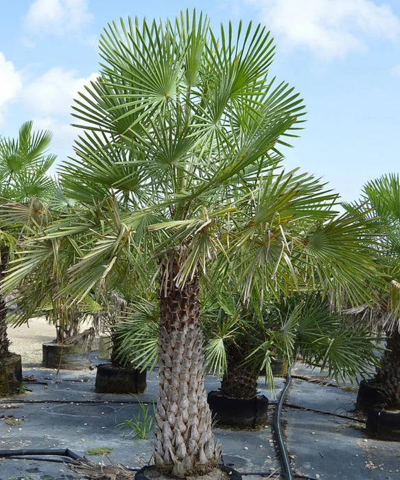 Caranday Palm | Copernicia Alba | Wax Palm | Ornamental Tree | Saharanpur Nursery | Wholesale Plant Supplier