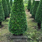 Carmona Cone Shape , Fukien tea tree, Ehretia microphylla
