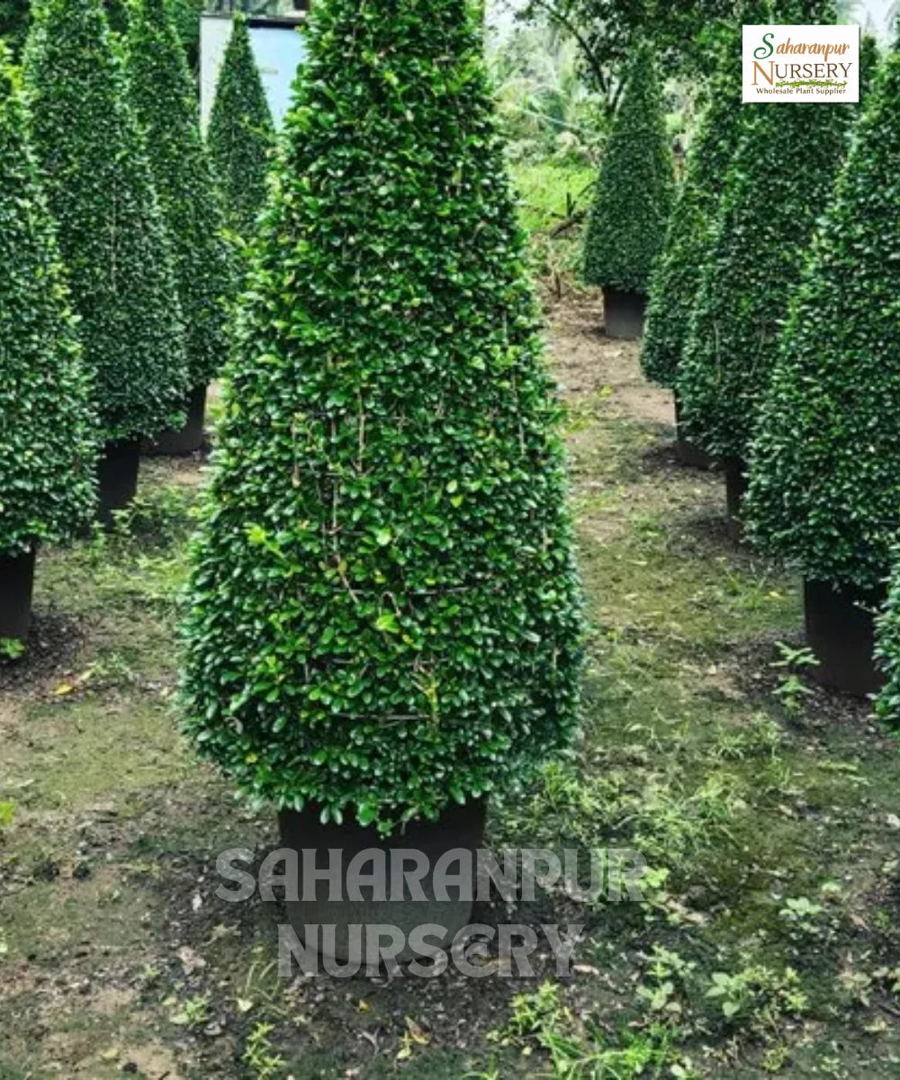 Topiary plants for landscaping requirements