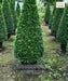 Carmona Cone Shape , Fukien tea tree, Ehretia microphylla