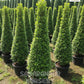 Carmona Cone Shape , Fukien tea tree, Ehretia microphylla