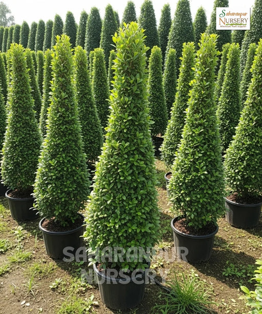 Carmona Cone Shape , Fukien tea tree, Ehretia microphylla