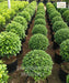 Malphigia Carmona Ball Shape, Carmona microphylla, Ehretia microphylla, 
