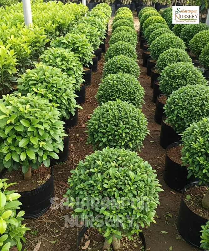 Malphigia Carmona Ball Shape | Botanical Name Carmona Microphylla | Ornamental Plant | Saharanpur Nursery | Wholesale Shrubs Plant Supplier
