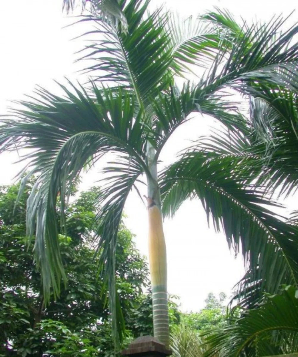 Palms and cycads available from Saharanpur Nursery