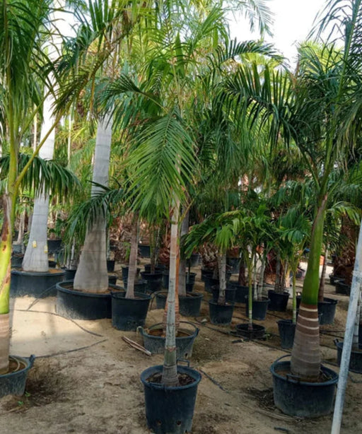 Carpentaria Palm, Carpentaria Acuminata, Palm Tree, Ornamental Tree, Landscaping Tree, Saharanpur Nursery, Wholesale Plant Supplier, Wholesale lant Nursery, Nursery in India, Landscaping Company in India, Plant Exporter in India 
