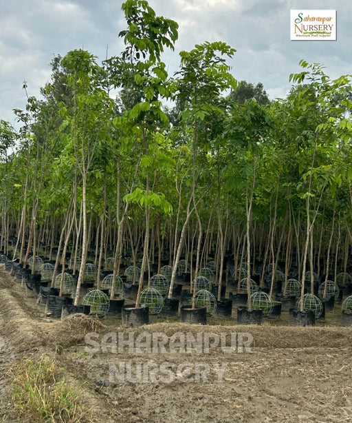 Cassia Fistula, Amaltas Tree, Golden Shower Tree, Ornamental Tree, Timber Tree, Avenue Tree, Saharanpur Nursery, Wholesale Plant Nursery, Wholesale Plant Supplier, Nursery in India, Landscaping Plant