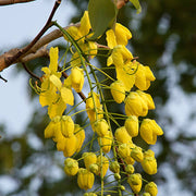 Cassia Fistula, Amaltas Tree, Golden Shower Tree, Ornamental Tree, Timber Tree, Avenue Tree, Saharanpur Nursery, Wholesale Plant Nursery, Wholesale Plant Supplier, Nursery in India, Landscaping Plant