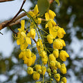 Cassia Fistula, Amaltas Tree, Golden Shower Tree, Ornamental Tree, Timber Tree, Avenue Tree, Saharanpur Nursery, Wholesale Plant Nursery, Wholesale Plant Supplier, Nursery in India, Landscaping Plant