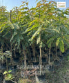 Senna Siamea, Cassia Siamea, Kassod Tree, Ornamental Plant, Timber Plant, Avenue Tree, Saharanpur Nursery