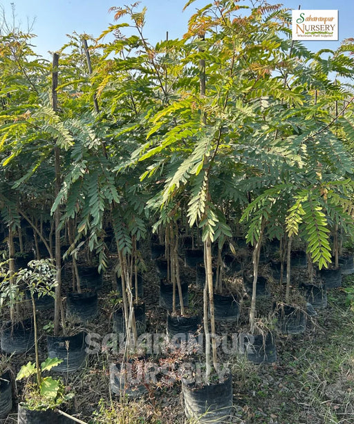 Senna Siamea, Cassia Siamea, Kassod Tree, Ornamental Plant, Timber Plant, Avenue Tree, Saharanpur Nursery