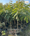 Senna Siamea, Cassia Siamea, Kassod Tree, Ornamental Plant, Timber Plant, Avenue Tree, Saharanpur Nursery