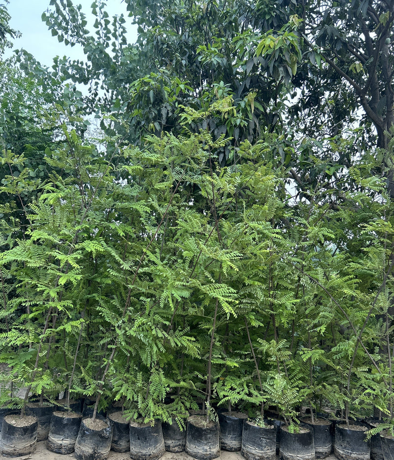 Buy Cassia Javanica - The Pink Shower Tree | Saharanpur Nursery