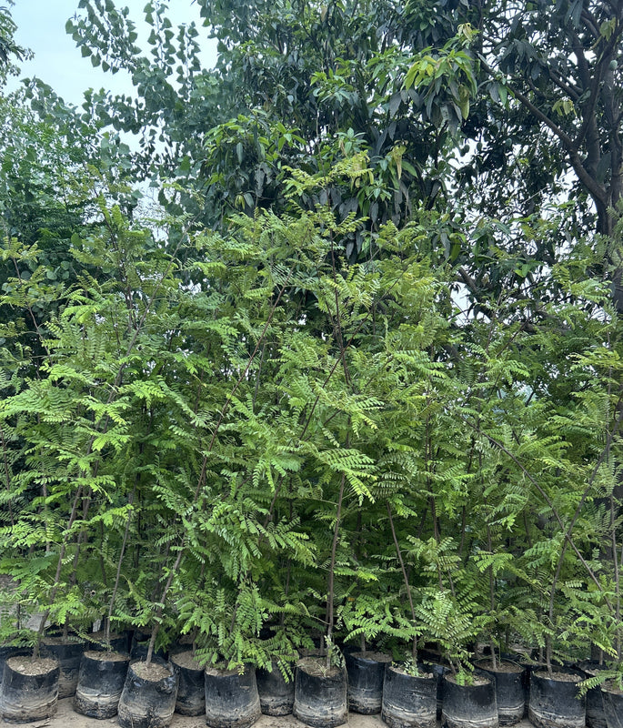 Buy Cassia Javanica - The Pink Shower Tree | Saharanpur Nursery