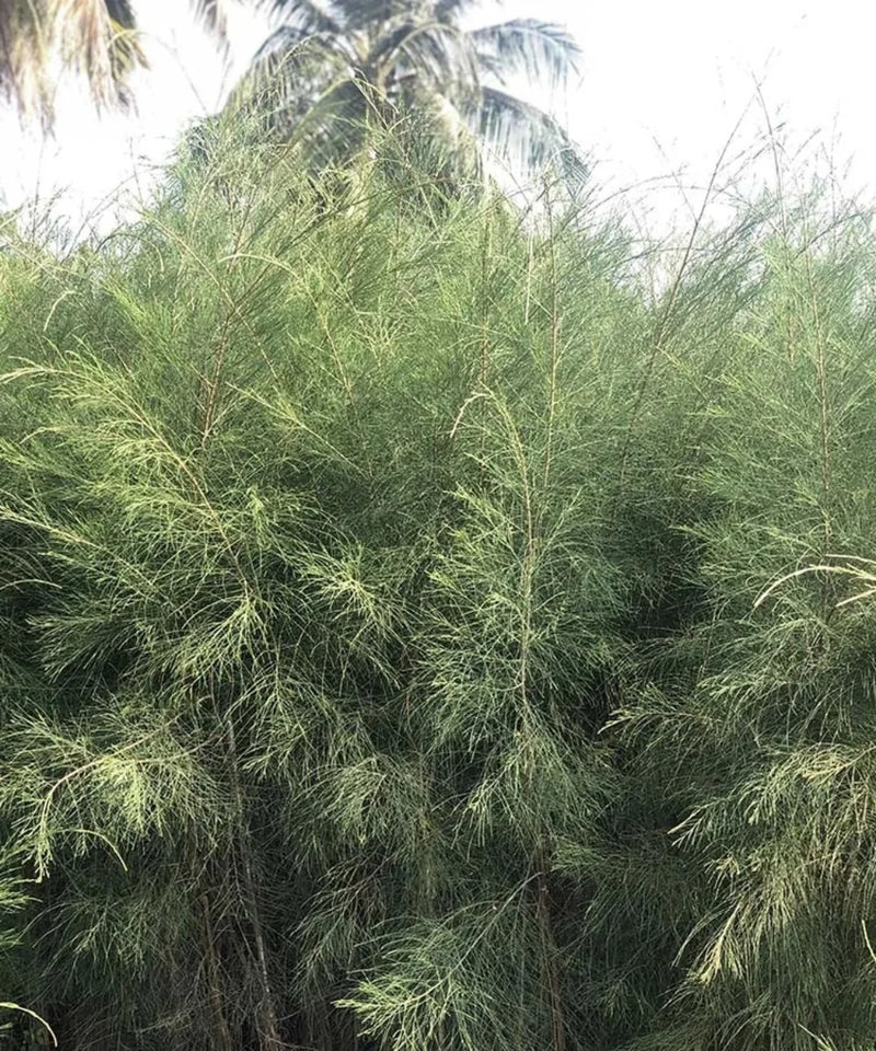 Casuarina Equisetifolia, Australian Pine, Beach She-oak, Whistling Pine, Casuarina Tree, Casuarina Plant, Casuarina Equisetifolia Plant, Avenue Plantation Trees, Ornamental Trees, Timber Trees, Fast Growing Trees, Saharanpur Nursery, Wholesale Nursery Plant Supplier, Wholesale Plant Supplier, Plant Exporter in India 