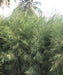 Casuarina Equisetifolia, Australian Pine, Beach She-oak, Whistling Pine, Casuarina Tree, Casuarina Plant, Casuarina Equisetifolia Plant, Avenue Plantation Trees, Ornamental Trees, Timber Trees, Fast Growing Trees, Saharanpur Nursery, Wholesale Nursery Plant Supplier, Wholesale Plant Supplier, Plant Exporter in India 