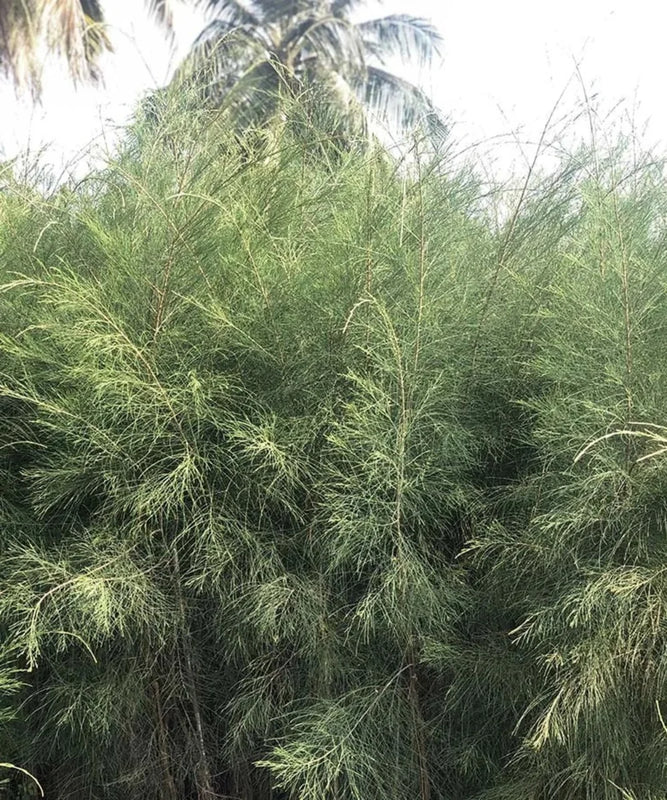 Casuarina Equisetifolia | Australian Pine | Beach She-oak | Saharanpur Nursery | Wholesale Plant Supplier