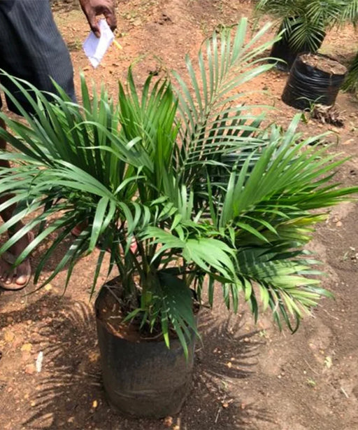 Cat Palm, Chamaedorea Cataractarum, Cascade palm, Cataract Palm, Palm Tree, Indoor Plant, Landscaping Plant, Saharanpur Nursery, Wholesale Plant Supplier, Wholesale Plant Nursery, Nursery in India, Landscaping Company in India, Plant Exporter in India 
