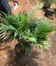 Cat Palm, Chamaedorea Cataractarum, Cascade palm, Cataract Palm, Palm Tree, Indoor Plant, Landscaping Plant, Saharanpur Nursery, Wholesale Plant Supplier, Wholesale Plant Nursery, Nursery in India, Landscaping Company in India, Plant Exporter in India 