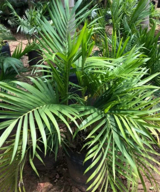 Cat Palm, Chamaedorea Cataractarum, Cascade palm, Cataract Palm, Palm Tree, Indoor Plant, Landscaping Plant, Saharanpur Nursery, Wholesale Plant Supplier, Wholesale Plant Nursery, Nursery in India, Landscaping Company in India, Plant Exporter in India 