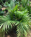 Cat Palm, Chamaedorea Cataractarum, Cascade palm, Cataract Palm, Palm Tree, Indoor Plant, Landscaping Plant, Saharanpur Nursery, Wholesale Plant Supplier, Wholesale Plant Nursery, Nursery in India, Landscaping Company in India, Plant Exporter in India 