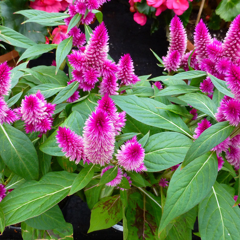 Celosia Argentea Pink - SEASONALS