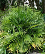Chamaerops humilis, European Fan Palm, Mediterranean Fan Palm, Palm Tree, Ornamental Tree, Landscaping Tree, Saharanpur Nursery, Wholesale Plant Supplier, Wholesale Nursery Plant Supplier, Landscaping Company in India, Plant Exporter in India 
