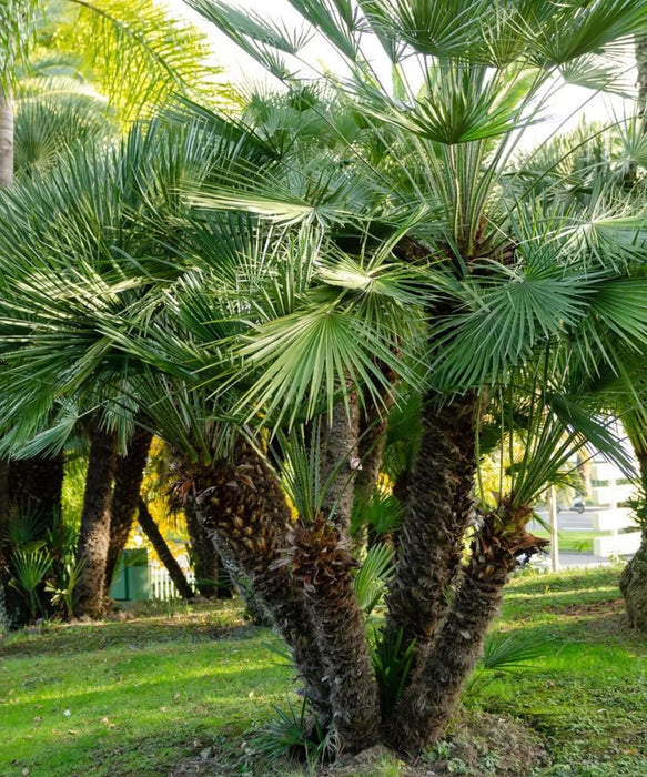 Chamaerops humilis, European Fan Palm, Mediterranean Fan Palm, Palm Tree, Ornamental Tree, Landscaping Tree, Saharanpur Nursery, Wholesale Plant Supplier, Wholesale Nursery Plant Supplier, Landscaping Company in India, Plant Exporter in India 