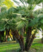 Chamaerops humilis, European Fan Palm, Mediterranean Fan Palm, Palm Tree, Ornamental Tree, Landscaping Tree, Saharanpur Nursery, Wholesale Plant Supplier, Wholesale Nursery Plant Supplier, Landscaping Company in India, Plant Exporter in India 