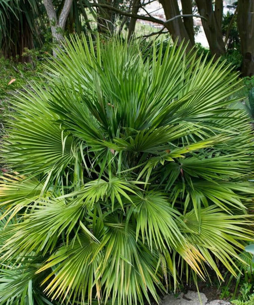 Chamaerops humilis, European Fan Palm, Mediterranean Fan Palm, Palm Tree, Ornamental Tree, Landscaping Tree, Saharanpur Nursery, Wholesale Plant Supplier, Wholesale Nursery Plant Supplier, Landscaping Company in India, Plant Exporter in India 