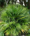 Chamaerops humilis, European Fan Palm, Mediterranean Fan Palm, Palm Tree, Ornamental Tree, Landscaping Tree, Saharanpur Nursery, Wholesale Plant Supplier, Wholesale Nursery Plant Supplier, Landscaping Company in India, Plant Exporter in India 
