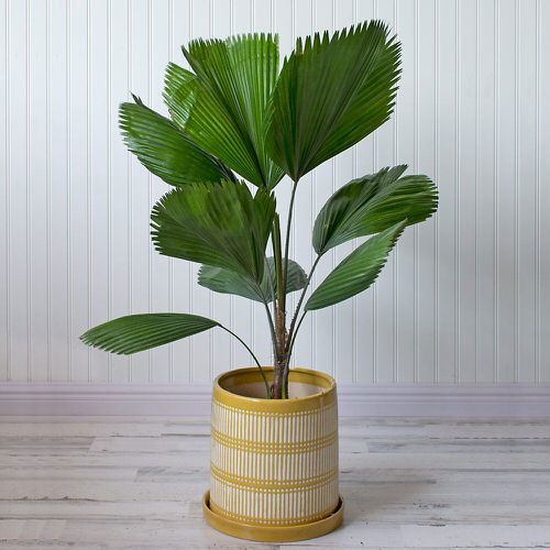 China Palm - Livistona Chinensis