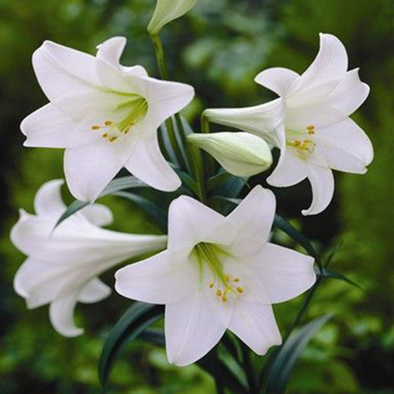 Amaryllis Lily, White