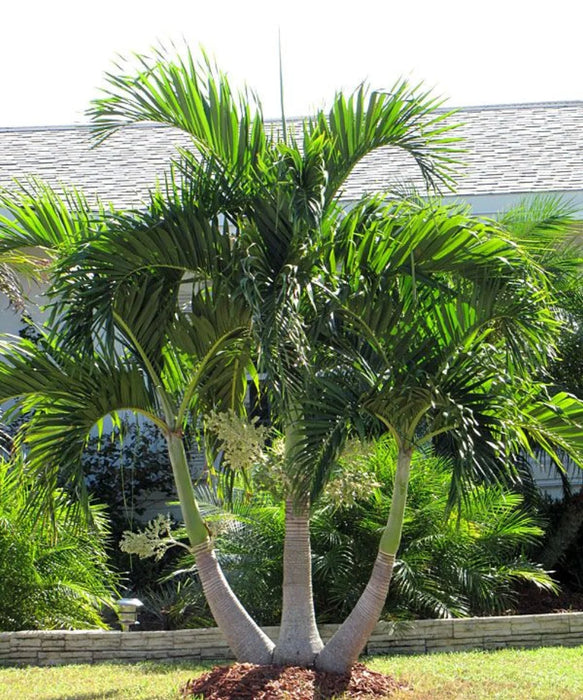 Christmas Palm, Manila Palm, Dwarf Royal Palm, Adonidia merrillii, Palm Tree, Ornamental Tree, Palms Cycads, Landscaping Tree, Saharanpur Nursery, Wholesale Plant Supplier, Wholesale Plant Nursery, Nursery in India, Landscaping Company in India, Plant Exporter in India 