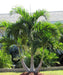 Christmas Palm, Manila Palm, Dwarf Royal Palm, Adonidia merrillii, Palm Tree, Ornamental Tree, Palms Cycads, Landscaping Tree, Saharanpur Nursery, Wholesale Plant Supplier, Wholesale Plant Nursery, Nursery in India, Landscaping Company in India, Plant Exporter in India 