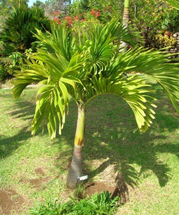Christmas Palm, Manila Palm, Dwarf Royal Palm, Adonidia merrillii, Palm Tree, Ornamental Tree, Palms Cycads, Landscaping Tree, Saharanpur Nursery, Wholesale Plant Supplier, Wholesale Plant Nursery, Nursery in India, Landscaping Company in India, Plant Exporter in India 