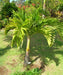 Christmas Palm, Manila Palm, Dwarf Royal Palm, Adonidia merrillii, Palm Tree, Ornamental Tree, Palms Cycads, Landscaping Tree, Saharanpur Nursery, Wholesale Plant Supplier, Wholesale Plant Nursery, Nursery in India, Landscaping Company in India, Plant Exporter in India 