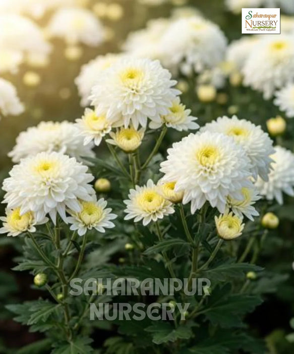 Chrysanthemum, Chrysanthemum morifolium, Guldaudi, Saharanpur Nursery 