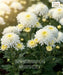 Chrysanthemum, Chrysanthemum morifolium, Guldaudi, Saharanpur Nursery 