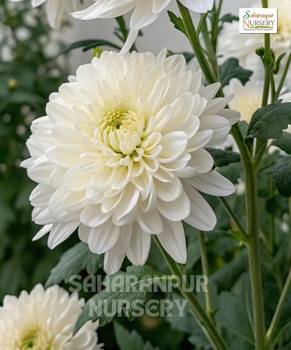 Chrysanthemum, Chrysanthemum morifolium, Guldaudi, Saharanpur Nursery 