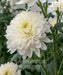 Chrysanthemum, Chrysanthemum morifolium, Guldaudi, Saharanpur Nursery 