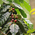 Exotic and Flavorful | Coffee Bean Arabian (Coffea Arabica) Live Tree for Sale