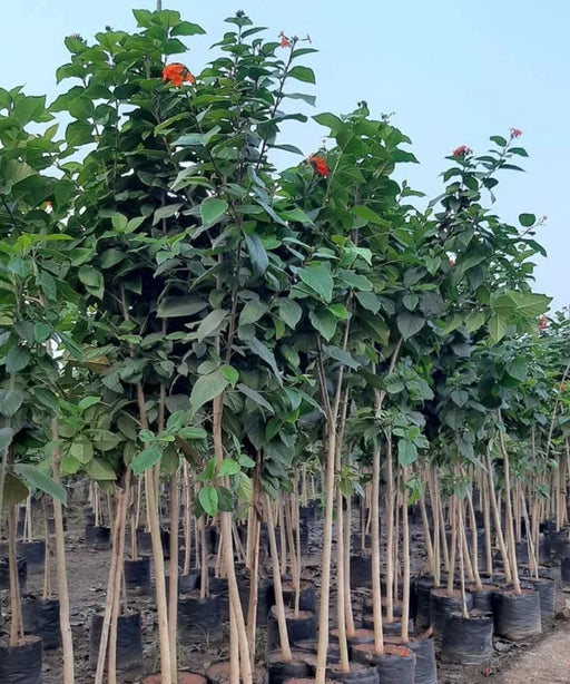 Geiger Tree, Scarlet Cordia, Orange Cordia, Cordia sebestena, Saharanpur Nursery, Wholesale Nursery Plant Supplier, Nursery in India, Landscaping Company in India. 