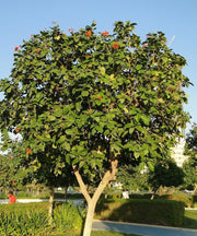 Geiger Tree, Scarlet Cordia, Orange Cordia, Cordia sebestena, Saharanpur Nursery, Wholesale Nursery Plant Supplier, Nursery in India, Landscaping Company in India. 