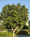 Geiger Tree, Scarlet Cordia, Orange Cordia, Cordia sebestena, Saharanpur Nursery, Wholesale Nursery Plant Supplier, Nursery in India, Landscaping Company in India. 