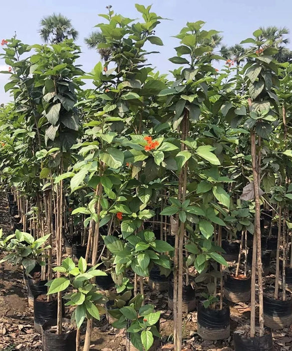 Geiger Tree, Scarlet Cordia, Orange Cordia, Cordia sebestena, Saharanpur Nursery, Wholesale Nursery Plant Supplier, Nursery in India, Landscaping Company in India. 