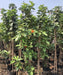 Geiger Tree, Scarlet Cordia, Orange Cordia, Cordia sebestena, Saharanpur Nursery, Wholesale Nursery Plant Supplier, Nursery in India, Landscaping Company in India. 